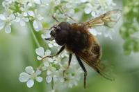Eristalis pertinax