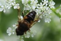 Eristalis pertinax