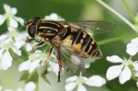 Helophilus pendulus