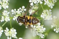 Helophilus pendulus