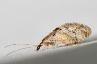 Hemerobius humulinus
