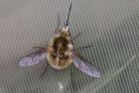 Bombylius venosus