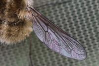 Bombylius venosus
