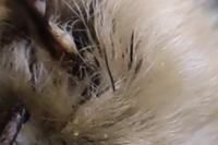 Bombylius venosus