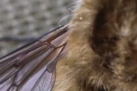 Bombylius venosus