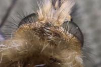 Bombylius venosus