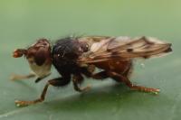 Myopa tessellatipennis