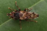 Myopa tessellatipennis