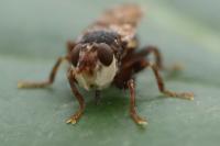 Myopa tessellatipennis