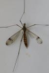 Nephrotoma quadrifaria