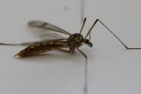 Nephrotoma quadrifaria