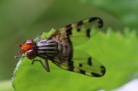 Otites porcus