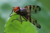 Otites porcus