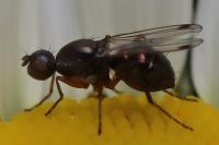Sepsis punctum