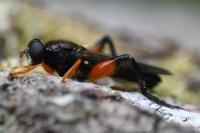 Chalcosyrphus femoratus