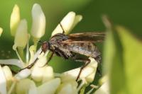 Empis tessellata