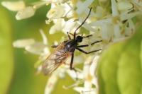 Empis tessellata