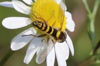 Sphaerophoria scripta