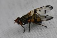 Otites porcus