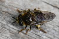 Microdon analis/major