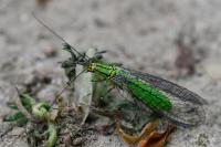 Hypochrysa elegans