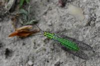 Hypochrysa elegans