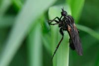 Empis tessellata
