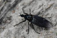 Dilophus febrilis