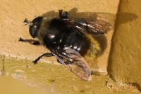 Merodon equestris
