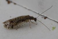 Micromus variegatus