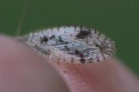 Micromus variegatus