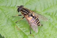Helophilus pendulus