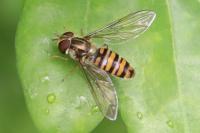 Episyrphus balteatus