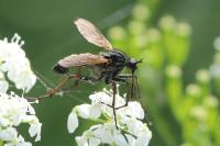 Empis tessellata