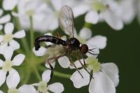 Empis nigritarsis