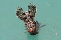 Callopistromyia annulipes