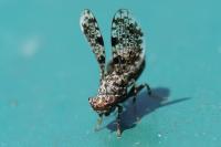 Callopistromyia annulipes