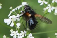 Zophomyia temula