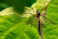 Ctenophora pectinicornis