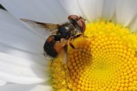 Ectophasia crassipennis