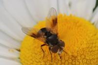 Ectophasia crassipennis