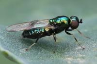 Chloromyia formosa
