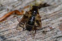 Brachypalpus laphriformis