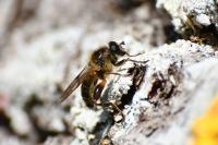 Brachypalpus laphriformis
