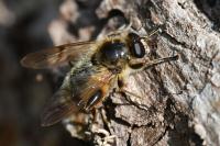 Brachypalpus laphriformis