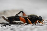 Chalcosyrphus femoratus