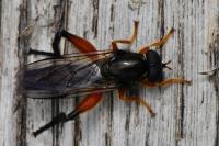 Chalcosyrphus femoratus