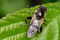 Brachypalpus laphriformis