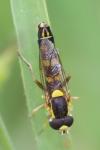 Sphaerophoria scripta