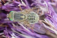 Terellia serratulae